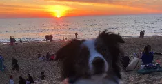 avatar petsitter