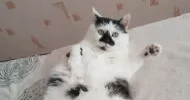 avatar petsitter