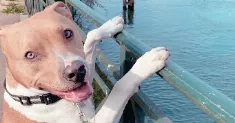 avatar petsitter