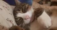 avatar petsitter