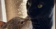 avatar petsitter