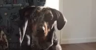 avatar petsitter