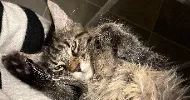avatar petsitter