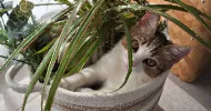 avatar petsitter