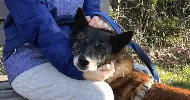 avatar petsitter