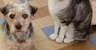 avatar petsitter