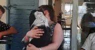 avatar petsitter