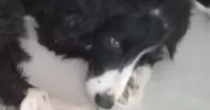 avatar petsitter