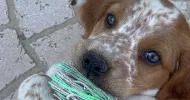 avatar petsitter