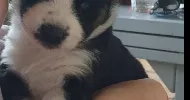 avatar petsitter