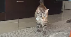 avatar petsitter
