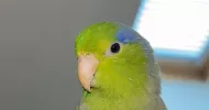 avatar petsitter