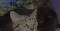 avatar petsitter