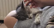 avatar petsitter