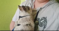 avatar petsitter