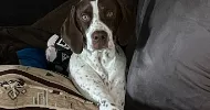 avatar petsitter