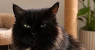 avatar petsitter