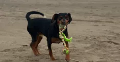 avatar petsitter