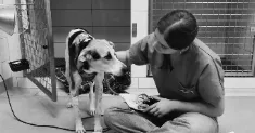 avatar petsitter