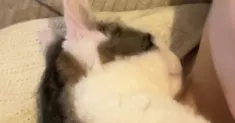avatar petsitter