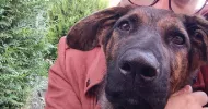 avatar petsitter