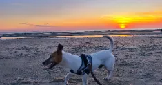 avatar petsitter