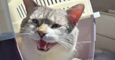 avatar petsitter