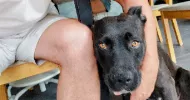 avatar petsitter
