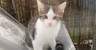 avatar petsitter