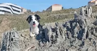 avatar petsitter