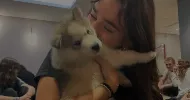 avatar petsitter