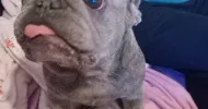 avatar petsitter