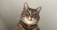 avatar petsitter