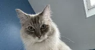 avatar petsitter