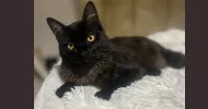 avatar petsitter