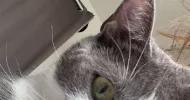 avatar petsitter