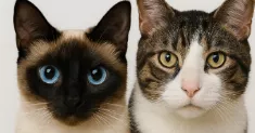 avatar petsitter