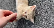 avatar petsitter