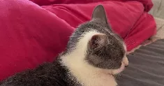 avatar petsitter