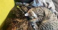 avatar petsitter