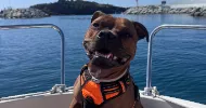 avatar petsitter