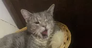 avatar petsitter