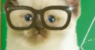 avatar petsitter