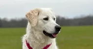 avatar petsitter