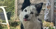 avatar petsitter