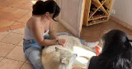 avatar petsitter