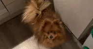 avatar petsitter
