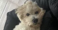 avatar petsitter