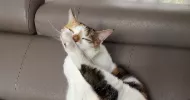avatar petsitter