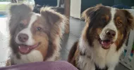 avatar petsitter